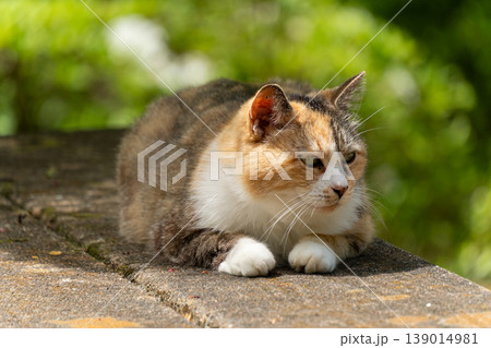 三毛猫のかわいらしい姿を捉えた風景 139014981
