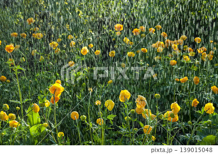 Trollius watering Trollius watering 139015048