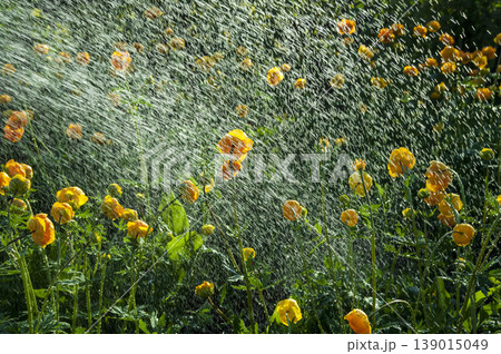 Watering flowers trollius in the garden Watering flowers trollius in the garden 139015049