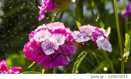 Dianthus barbatus Dianthus barbatus 139015051