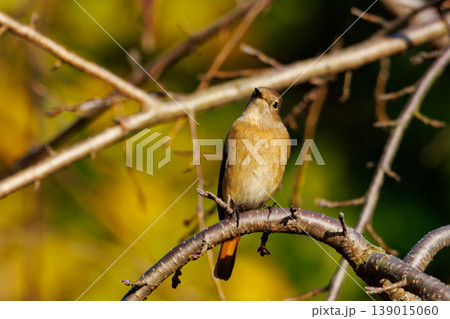 ジョビコの愛称で可愛らしい仕草が愛される冬鳥の ジョウビタキの雌 139015060