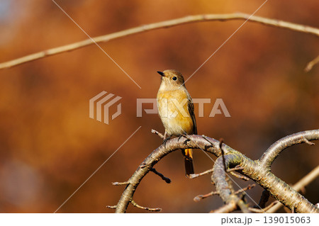 ジョビコの愛称で可愛らしい仕草が愛される冬鳥の ジョウビタキの雌 139015063