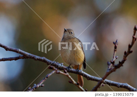 ジョビコの愛称で可愛らしい仕草が愛される冬鳥の ジョウビタキの雌 139015079