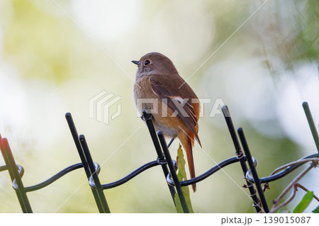 ジョビコの愛称で可愛らしい仕草が愛される冬鳥の ジョウビタキの雌 139015087