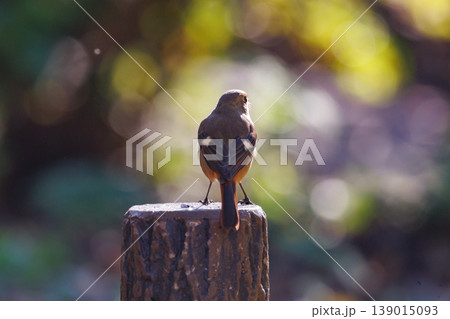 ジョビコの愛称で可愛らしい仕草が愛される冬鳥の ジョウビタキの雌 139015093