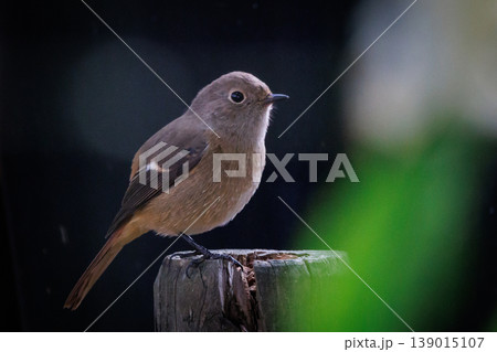 ジョビコの愛称で可愛らしい仕草が愛される冬鳥の ジョウビタキの雌 139015107