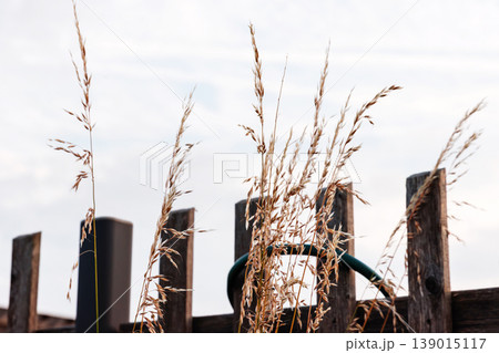 Silhouettes of tall dry grass bending in summer breeze in front of wooden fence against bright sky with copy space. 139015117