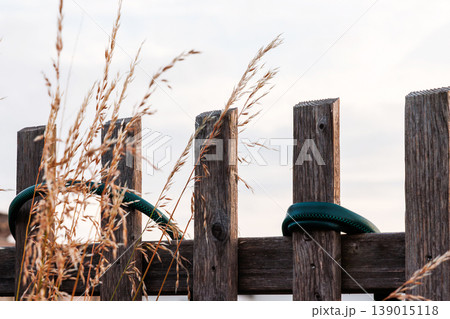 Silhouettes of tall dry grass bending in summer breeze in front of wooden fence against bright sky with copy space. Silhouettes of tall dry grass bending in summer breeze in front of wooden fence against bright sky with copy space. 139015118