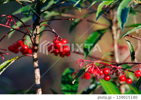 正月の縁起物であり、美しい赤い実を付けるマンリョウ 139015180