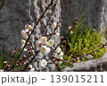 白い梅の花（白梅） 139015211