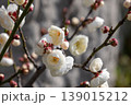 白い梅の花（白梅） 139015212