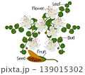 Parts of a caper plant isolated on a white background. 139015302