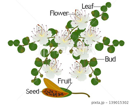 Parts of a caper plant isolated on a white background. Parts of a caper plant isolated on a white background. 139015302