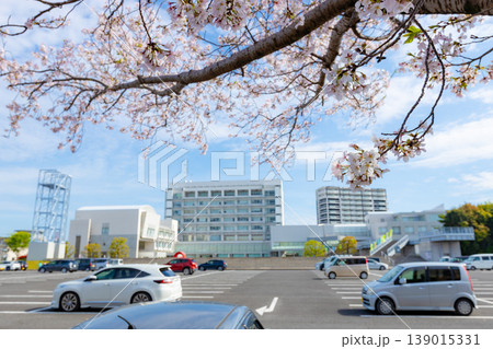 鹿児島県霧島市の市役所の風景　市役所駐車場のお祭り広場の桜と駐車中の車 139015331
