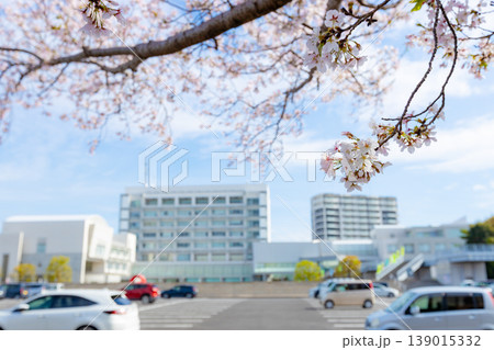 鹿児島県霧島市の市役所の風景　市役所駐車場のお祭り広場の桜と駐車中の車 139015332