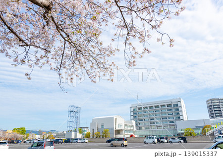 鹿児島県霧島市の市役所の風景　市役所駐車場のお祭り広場の桜と駐車中の車 139015337