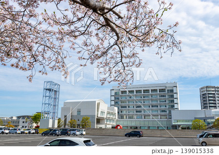 鹿児島県霧島市の市役所の風景　市役所駐車場のお祭り広場の桜と駐車中の車 139015338