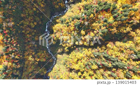 【空撮】真上から見下ろす黒岳の秋！紅葉の森を縫うように流れる美しい渓流と大自然 139015403
