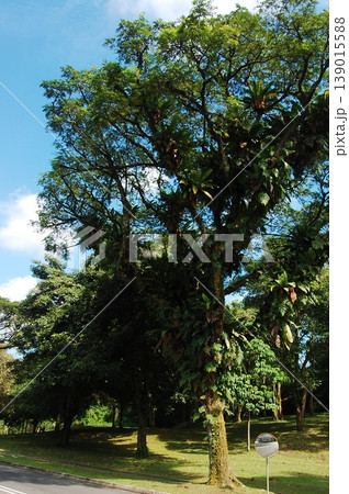 Beautiful Singapore Surroundings Beautiful Singapore Surroundings 139015588