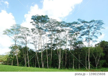 Beautiful Singapore Surroundings Beautiful Singapore Surroundings 139015608