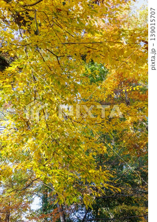 錦のように色づく公園の秋 139015707