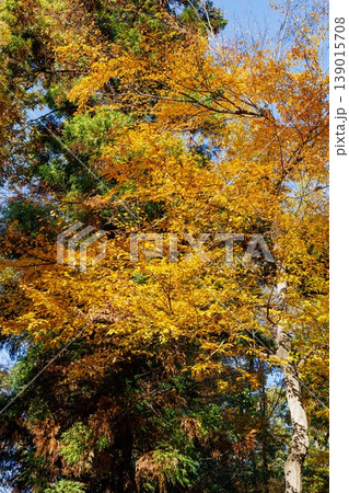 錦のように色づく公園の秋 錦のように色づく公園の秋 139015708