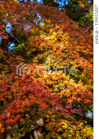錦のように色づく公園の秋 錦のように色づく公園の秋 139015827