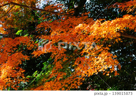 錦のように色づく公園の秋 錦のように色づく公園の秋 139015873