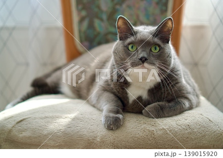 Grey and white tuxedo cat lying on a chair. Domestic pet relaxing in a bright home interior. 139015920