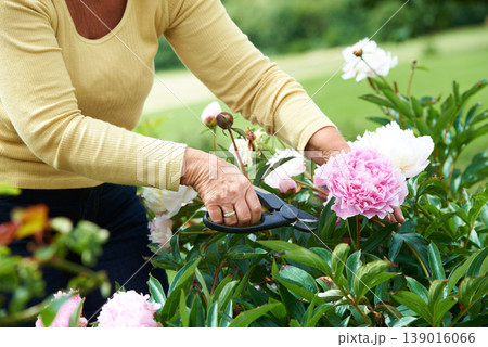 Senior, woman and shears for pruning of flowers in garden, backyard or outdoors for care, wellness or health. Elderly person, grandmother and retired with tool in nature, plants or peonies for peace 139016066