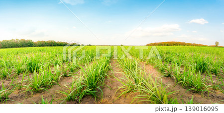 Agriculture, Sugarcane field at sunset. sugarcane is a grass of poaceae family. it taste sweet and good for health. Sugar cane plant tree in countryside for food industry or renewable bioenergy power. Agriculture, Sugarcane field at sunset. sugarcane is a grass of poaceae family. it taste sweet and good for health. Sugar cane plant tree in countryside for food industry or renewable bioenergy power. 139016095