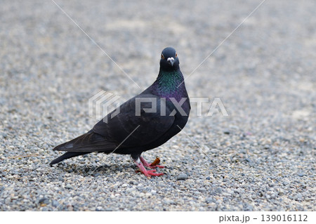 地面に降り立った鳩 地面に降り立った鳩 139016112