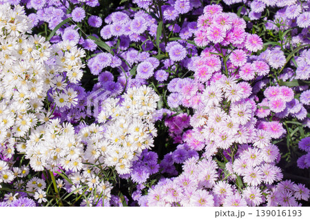 Purple flowers or colorful chrysanthemums are blooming profusely in the garden. Purple flowers or colorful chrysanthemums are blooming profusely in the garden. 139016193