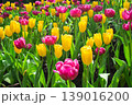 Brightly colored tulips are blooming profusely in a garden with green leaves as a Background. 139016200