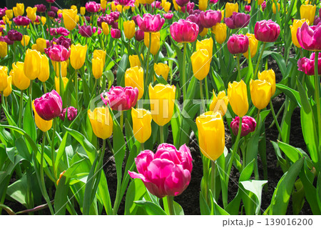 Brightly colored tulips are blooming profusely in a garden with green leaves as a Background. Brightly colored tulips are blooming profusely in a garden with green leaves as a Background. 139016200