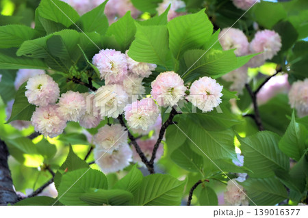 兼六園菊桜 139016377
