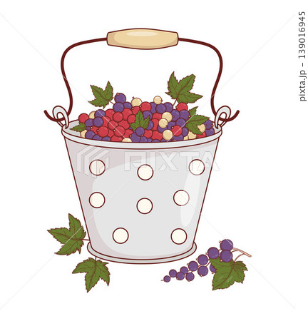 Vintage Metal Bucket Filled With Red, White And Black Currants. Sweet Summer Berry Mix Harvest In Enamel Pail Polka Dot. Vector Illustration . 139016945