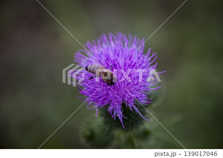 Bee Honey Macro Flower Natural 139017046