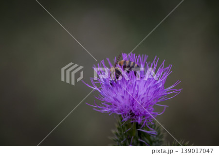 Bee Honey Macro Flower Natural 139017047