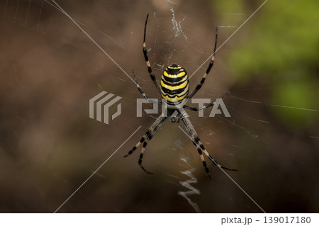 The yellow and black striped wasp spider (Argiope bruennichi) 139017180