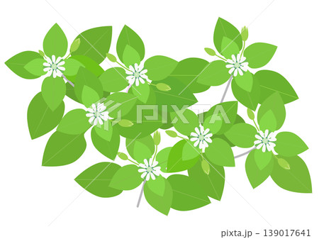 白い小さな花を咲かせたハコベのイラスト 139017641