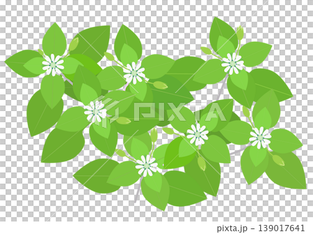 白い小さな花を咲かせたハコベのイラスト 139017641