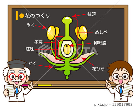花のつくりの説明をする博士のイラスト素材 花のつくりの説明をする博士のイラスト素材 139017992