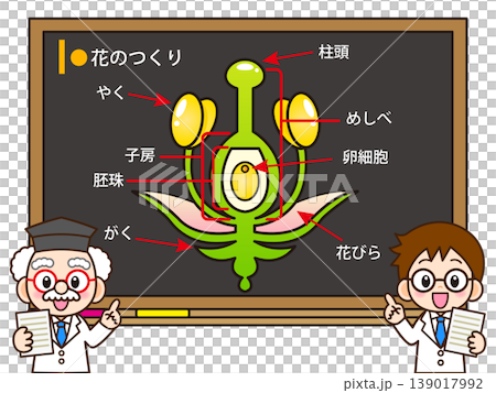 花のつくりの説明をする博士のイラスト素材 花のつくりの説明をする博士のイラスト素材 139017992