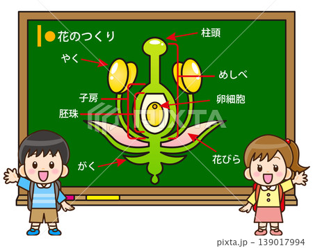 花のつくりの授業をする子供のイラスト素材 139017994