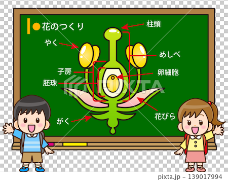 花のつくりの授業をする子供のイラスト素材 139017994