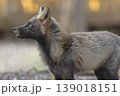 北海道の十字狐（クロスフォックス）｜神楽岡公園で撮影した野生のキタキツネ 139018151