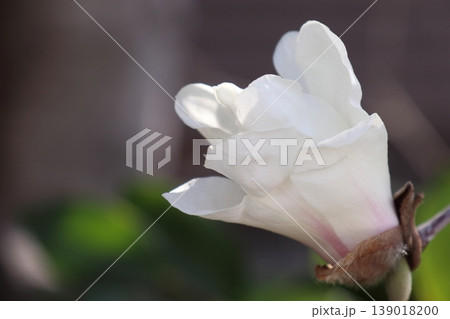 春に咲く白い花 春に咲く白い花 139018200
