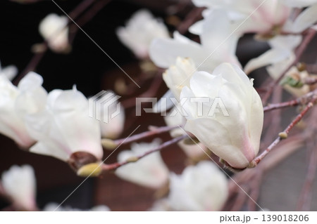 春に咲く白い花 139018206