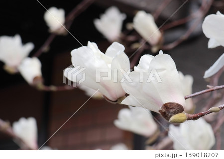 春に咲く白い花 春に咲く白い花 139018207